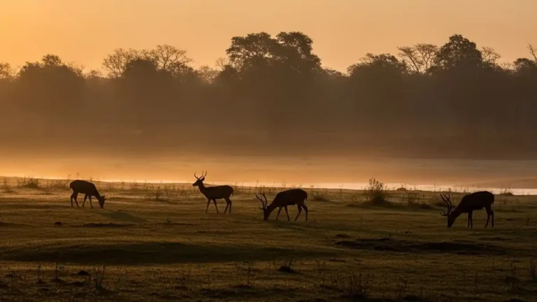 Sunrise in Bardia National Park with deer and misty jungle